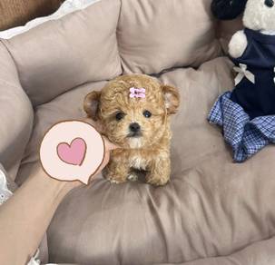 MINI POODLE PUPPIES S118 🌻 Premium Puppy