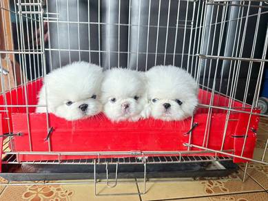 white pekingese puppies