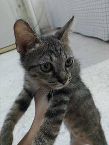 Free for Adoption 