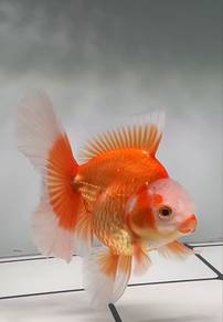 Indo orental goldfish