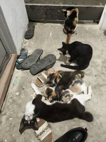 Kucing percuma / Free cat