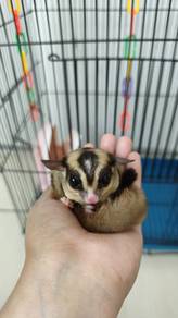 sugar glider classic grey