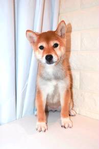 J0219 Shiba Inu Red Coat Puppy