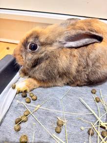 angora mix rabbit