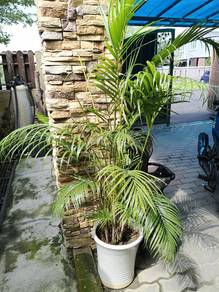 pokok hidup, pokok hijau, live plant 