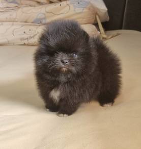 POMERANIAN PUPPIES P148 available cute cute