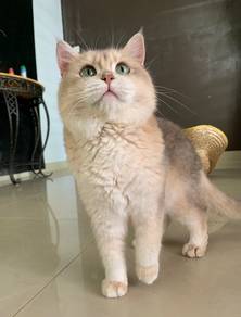 Blue golden British Shorthair