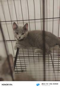 Bsh 