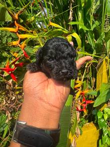 Poodle Black & Brown