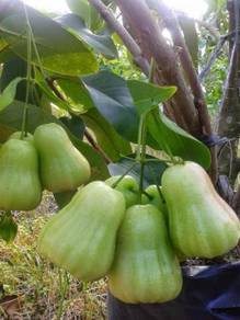 Jambu Madu Deli Hijau