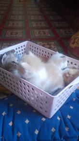 anak kucing 2 ekor 
