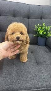 Toy poodleMaleOM-1Dob : 05-05-26