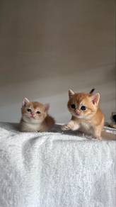 Golden British Shorthair Kitten