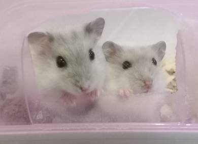 Winter White Hamsters 