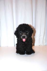 J0456 Grey Poodle Round Face Puppy