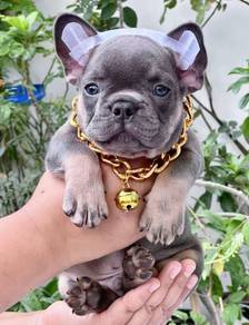 FRENCH BULLDOG PUPPIES🌻A196 Lilac Tan Male/Female