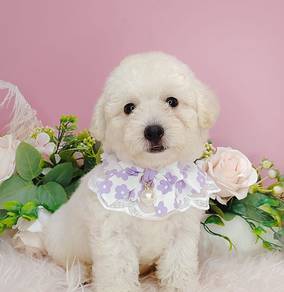 Poodle
