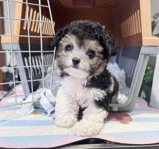 POODLE PUPPIES s150 🧸 Female - Tricolor Poodle