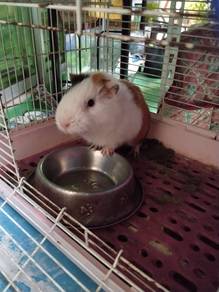 Guinea pig for sale