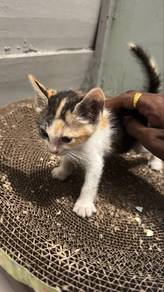 Kitten