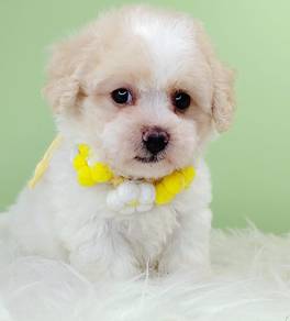Poodle