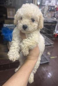 泰迪
Tiny Poodle
Female
F1
Dob ：2个月大