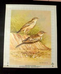 Richard's Pipit by Ong Soo Keat '78