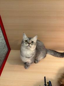 Munchkin Cat