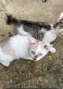 Free kitten adoption