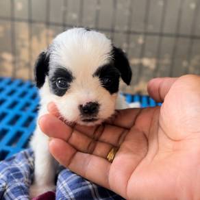 ShihPoo