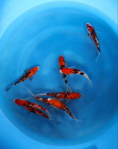 Japanese koi
