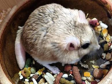 Gerbil Fat Tailed Duprasi