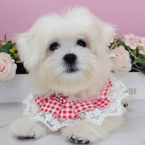 Maltese