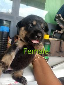Puppy