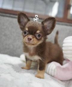 CHIHUAHUA PUPPIES 358 🌷Head Apple Cute Dog