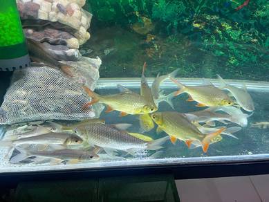 ikan temoleh tengas lampam