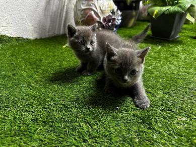 British Shorthair Kittens BSH