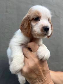 ENGLISH COCKER SPANIEL PUPPIES C95 🌻 Male