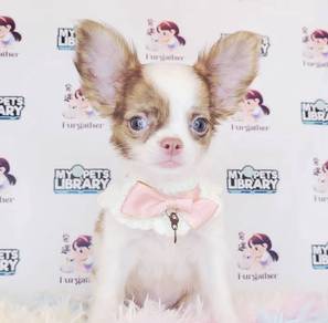 Chihuahua