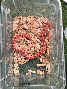 fire corn snake rare