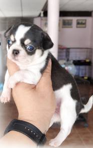 CHIHUAHUA PUPPIES CH325🌷 Head Apple Female