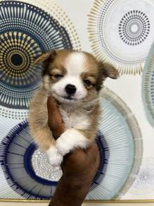 tea cup chihuahua.. 