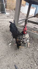 ayam serama