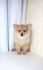 J0614 Pomeranian Sweet Round Eyes Baby Puppy