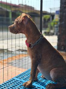 Pitbull