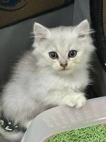 Kitten British Short Hair Silver Kucing