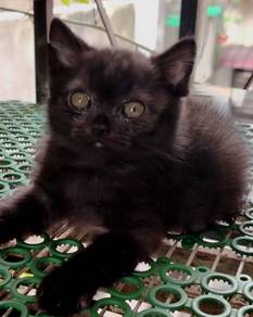 British Shorthair Kitten