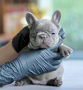 FRENCH BULLDOG PUPPIES 🌻L275_ Available Rehome