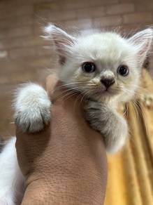 Mix American Curl