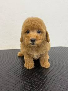Toy Poodle
